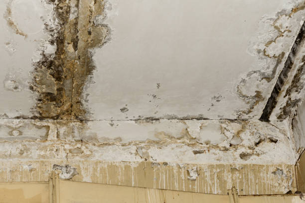 Best Mold Remediation for Healthcare Facilities  in Darby, PA