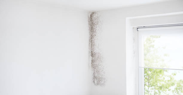 Trusted Darby, PA Mold Removal Experts