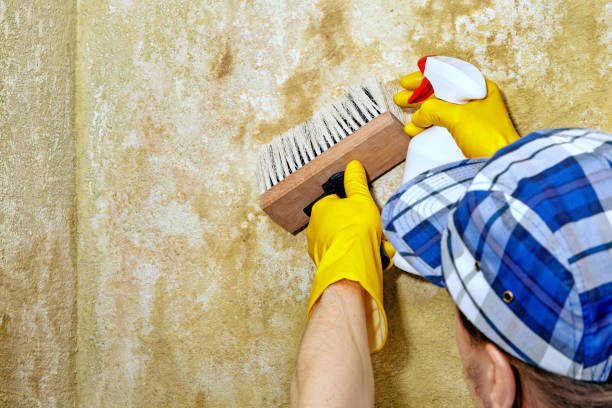 Mold Remediation for Rental Properties in Darby, PA
